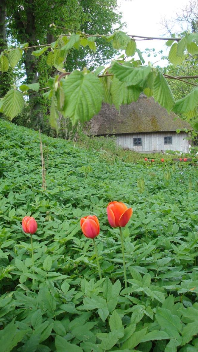 Lillemollens Bed & Breakfast Orbaek  Exterior foto